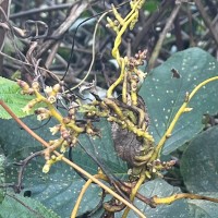 Cuscuta reflexa Roxb.